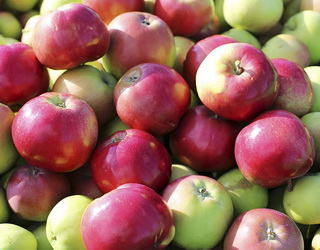 «Гадз» зібрав урожай ранніх яблук